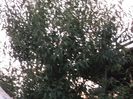 migdal