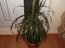 dracena