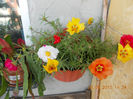 29 iunie 2013-flori 001