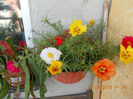 portulaca