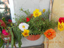 29 iunie 2013-flori 003