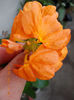 crossandra