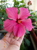 29 iunie 2013-flori 018