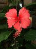 Hibiscus Cooperii