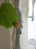 29 iunie 2013-flori 027