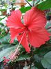 Hibiscus Cooperii