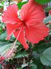 Hibiscus Cooperii