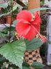 Hibiscus Cooperii