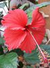 Hibiscus Cooperii