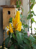 29 iunie 2013-flori 029