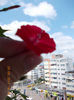 29 iunie 2013-flori 038