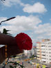 29 iunie 2013-flori 040