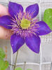 29 iunie 2013-flori 043