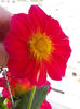 29 iunie 2013-flori 047
