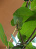 29 iunie 2013-flori 059