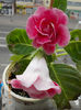 29 iunie 2013-flori 069