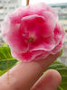 29 iunie 2013-flori 072