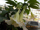 29 iunie 2013-flori 106