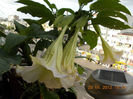 29 iunie 2013-flori 107