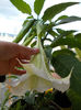 29 iunie 2013-flori 109