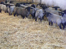 de vanzare tel-0749621208 kovacs