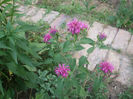 DSCF1991