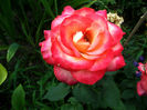 DSCF4845