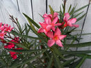DSCF5036