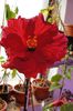 hibiscus Helene