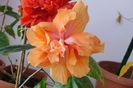 hibiscus Jane Cowell