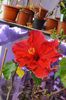 hibiscus Helene