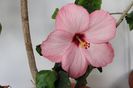 hibiscus Amour