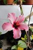 hibiscus Natal