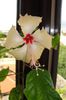 hibiscus Sri Lanka / Dainty Mango
