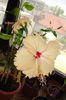 hibiscus Fort de France