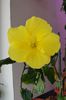 hibiscus Yellow Delight