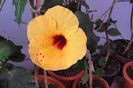 hibiscus Columbine