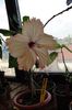 hibiscus Fort de France