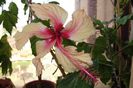 hibiscus Rowenas Weeding