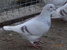 84677213_HOZTEOB