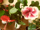 Cooperi Rose Flake   Tahitian Purple Lady