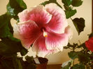 Tahitian Purple Lady