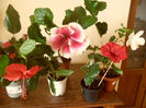 hibiscus grup