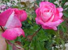 DSC00116