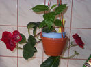 DSCN9273_4730