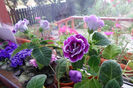 SAM_0669