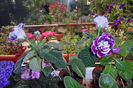 SAM_0646
