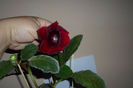 SAM_0664