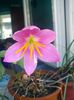 floare