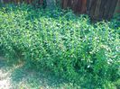 menta 1
